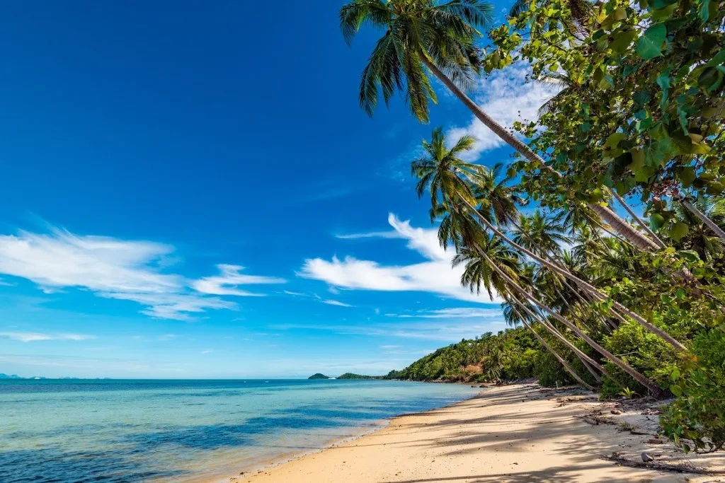 Tropical Samui beach — turquoise sea and palm trees